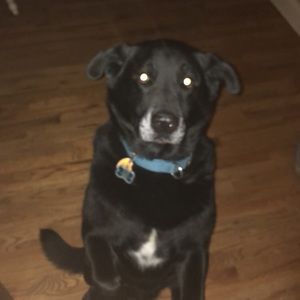 Meet your Posher, Trevor